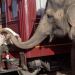 情約奇藝坊 (Water for Elephants)電影圖片6