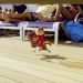 花鼠明星俱樂部3 (粵語版)電影圖片 - AlvinandTheChipmunks3_02_1321607177.jpg