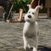 3D 丁丁歷險記 (英語版)電影圖片 - TheAdventuresofTintin_08_1320639873.jpg