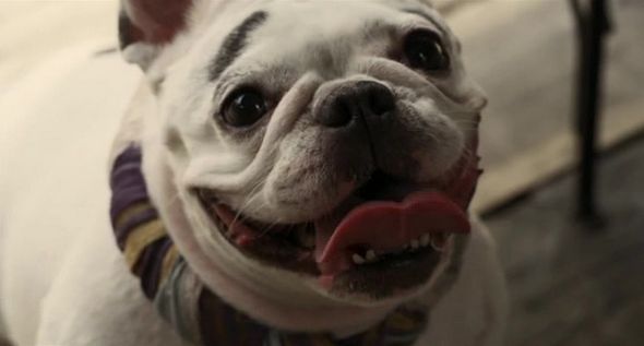 狗狗物語電影圖片 - HappyTogetherAllAboutMyDog_07_1323159324.jpg
