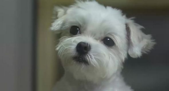 狗狗物語電影圖片 - HappyTogetherAllAboutMyDog_08_1323159325.jpg