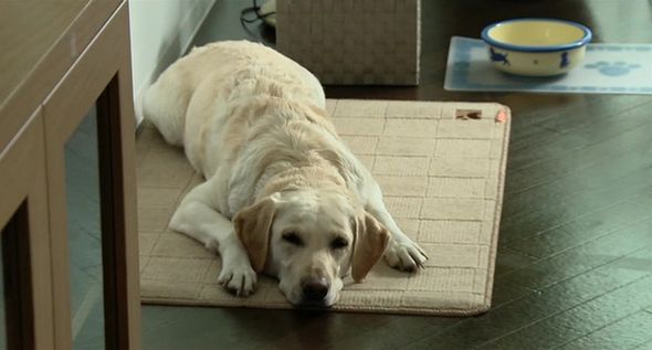 狗狗物語電影圖片 - HappyTogetherAllAboutMyDog_09_1323159326.jpg