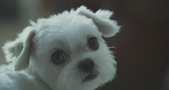 狗狗物語電影圖片 - HappyTogetherAllAboutMyDog_10_1323159326.jpg