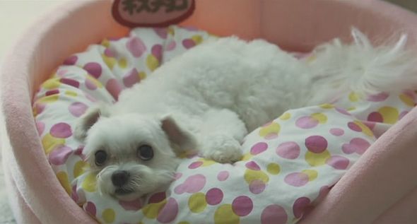 狗狗物語電影圖片 - HappyTogetherAllAboutMyDog_11_1323159327.jpg
