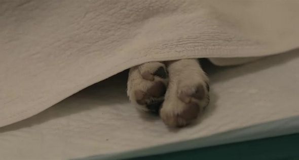 狗狗物語電影圖片 - HappyTogetherAllAboutMyDog_13_1323159329.jpg