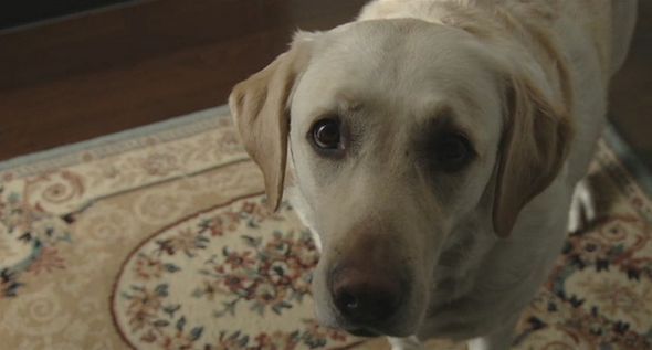 狗狗物語電影圖片 - HappyTogetherAllAboutMyDog_15_1323159330.jpg