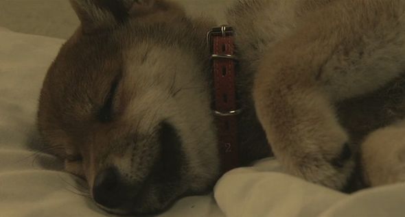 狗狗物語電影圖片 - HappyTogetherAllAboutMyDog_16_1323159331.jpg