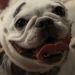 狗狗物語電影圖片 - HappyTogetherAllAboutMyDog_07_1323159324.jpg