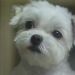 狗狗物語電影圖片 - HappyTogetherAllAboutMyDog_08_1323159325.jpg