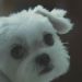 狗狗物語電影圖片 - HappyTogetherAllAboutMyDog_10_1323159326.jpg