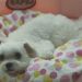 狗狗物語電影圖片 - HappyTogetherAllAboutMyDog_11_1323159327.jpg