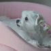 狗狗物語電影圖片 - HappyTogetherAllAboutMyDog_12_1323159328.jpg