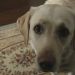 狗狗物語 (Happy Together – All About My Dog)電影圖片6