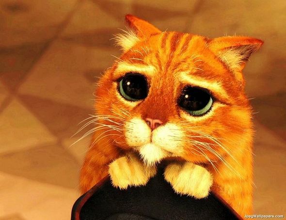 3D 無敵貓劍俠 (粵語版)電影圖片 - PussinBoots3D_20_1326944678.jpg