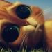 3D 無敵貓劍俠 (粵語版)電影圖片 - PussinBoots3D_14_1326944672.jpg