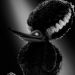 3D 怪誕復活狗電影圖片 - Frankenweenie7_1347015627.jpg