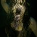 Evil Dead (Evil Dead)電影圖片3