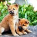第7日的奇蹟電影圖片 - 7_Days_of_Himawari_26_Her_Puppies_0025B15D_1380515560.jpg