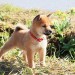 第7日的奇蹟電影圖片 - 7_Days_of_Himawari_26_Her_Puppies_0095B15D_1380515561.jpg