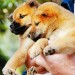 第7日的奇蹟電影圖片 - 7_Days_of_Himawari_26_Her_Puppies_0185B15D_1380515562.jpg