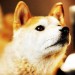 第7日的奇蹟電影圖片 - 7_Days_of_Himawari_26_Her_Puppies_0195B15D_1380515563.jpg