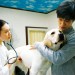 第7日的奇蹟 (7 Days of Himawari & Her Puppies)電影圖片3