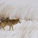 狼圖騰電影圖片 - WT006_1425359061.jpg