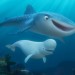 海底奇兵2 (2D 粵語版)電影圖片 - finding_dory_k110b_102bpubpub16176_RGB_1465923897.jpg