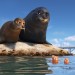 海底奇兵2 (2D 粵語版)電影圖片 - finding_dory_k225_1aj_pubpub16245_RGB_1465923898.jpg