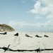 十個拆彈的少年 (Land of Mine)電影圖片5