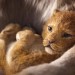 獅子王 (2D 粵語版)電影圖片 - 2_1543024702.jpg