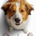 再見亦是狗朋友2 (A Dog's Journey)電影圖片2