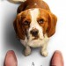 再見亦是狗朋友2 (A Dog's Journey)電影圖片3