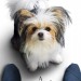 再見亦是狗朋友2 (A Dog's Journey)電影圖片4