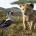 獅子王 (2D 粵語版)電影圖片 - TLK-ONLINE-USE-014_DP_0381_comp_v0574_R_Rec709.1062_1559219421.jpg