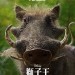 獅子王 (2D 粵語版)電影圖片 - FB_IMG_1559249758693_1559354171.jpg