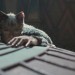 Cats (英語版)電影圖片 - 2485_T2F_00012_1574916238.jpg