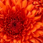 極樂品種電影圖片 - Chrysanthemum_1588780225.jpg