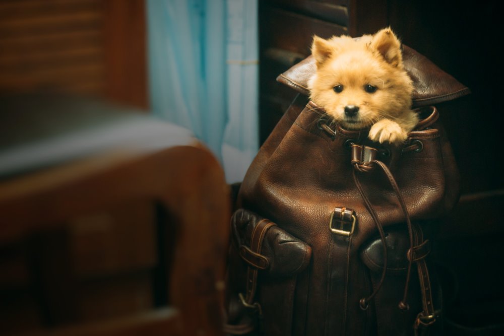 忠犬八公電影圖片 - Hachiko_Stills01_1680958206.jpg