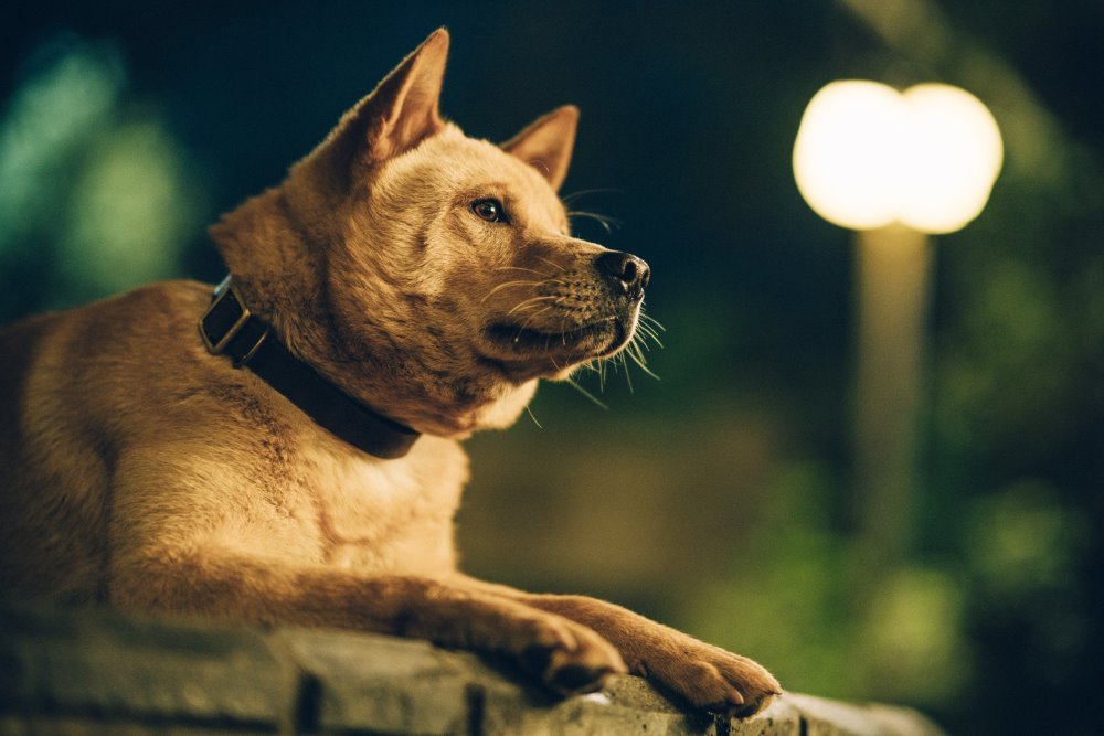 忠犬八公電影圖片 - Hachiko_Stills16_1680958207.jpg