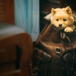 忠犬八公 (Hachiko)電影圖片2