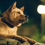 忠犬八公電影圖片 - Hachiko_Stills16_1680958207.jpg