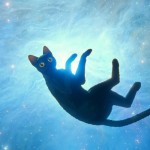 貓貓的奇幻漂流 (Flow)電影圖片3