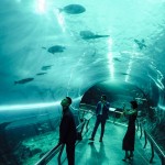 (真)新的一天 (Fish Memories)電影圖片4